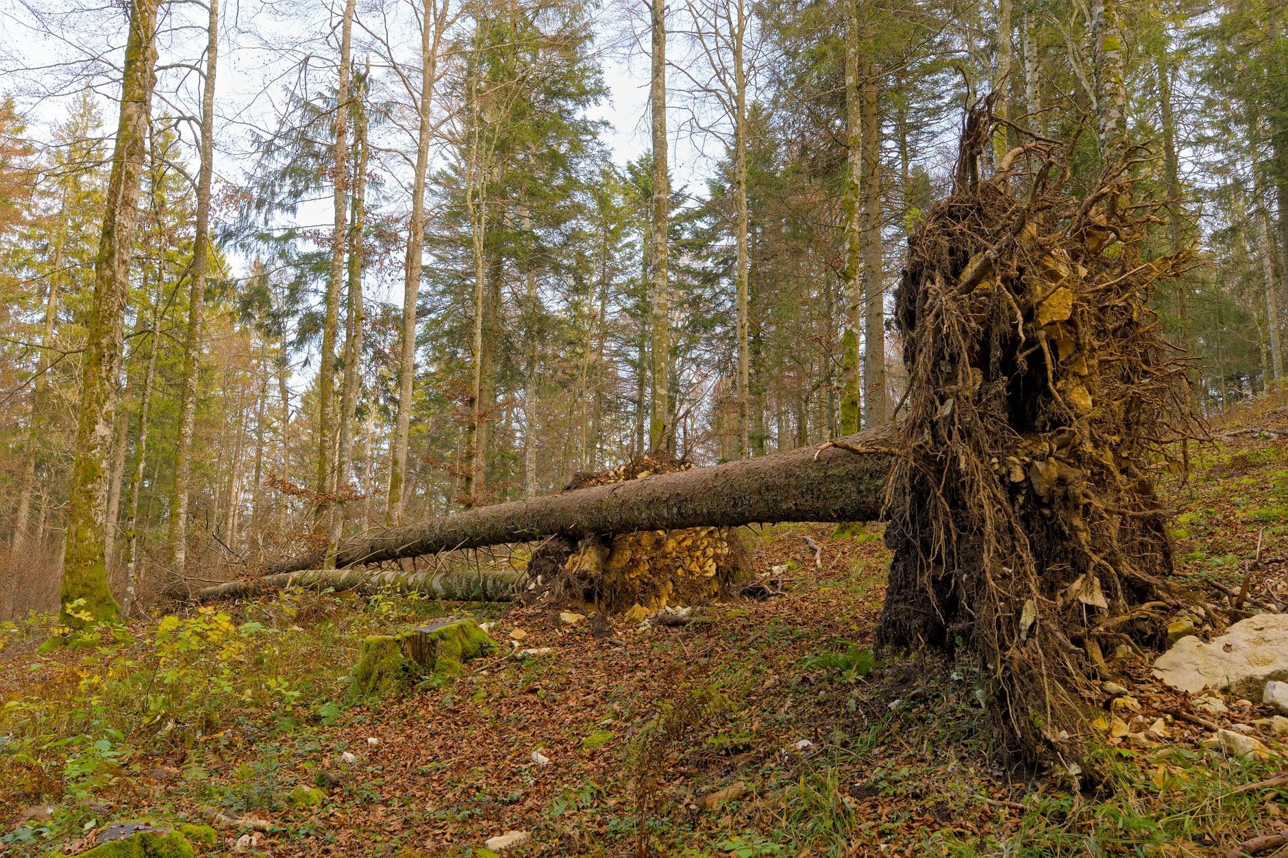 Enlèvement arbre urgence à Brétigny-sur-Orge